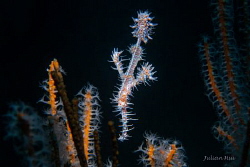 Male ghost pipefish by Julian Hsu 